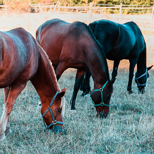 farm-sitting-services